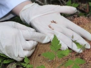 Türkiye'ye 43 milyon dolar kazandıran böcek!