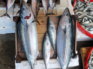 Bu konuda en büyük pay Türkiye'nin!