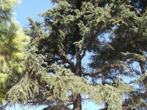 Trabzon'da ilginç olay!