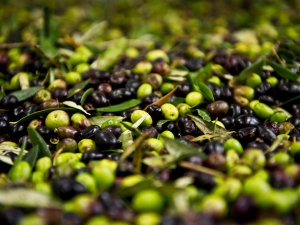 Zeytin severlere kötü haber