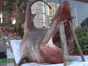 Onu görenler hayrete düştü