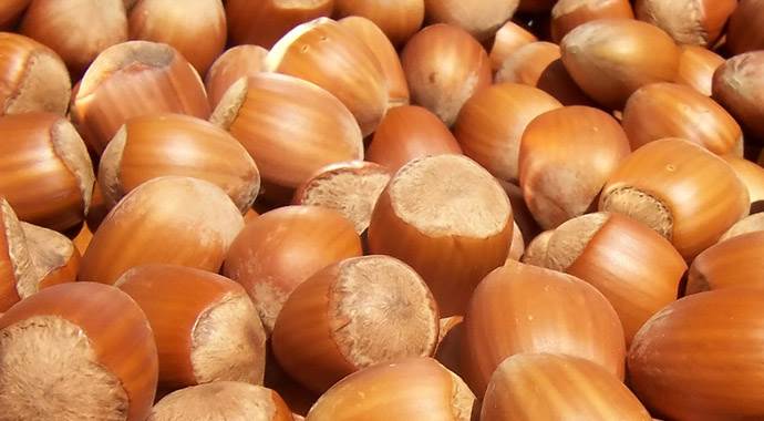 Doğu Karaderniz'de fındık polemeği