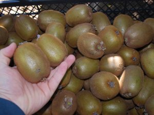 Karadeniz'de ilk kiviler pazara indi