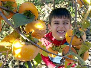 Zayıflamak isteyene Trabzon Hurması