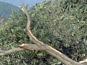 Bakanlık onları affetmedi