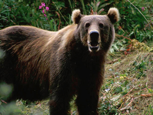 Ayı saldırılarına Karadeniz usulü çözüm