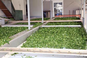 Fındık gibi çayda...