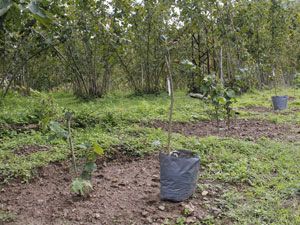 Trabzon'da fındıkta sistem değişti