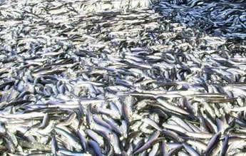 Trabzon'da hamsi bereketi