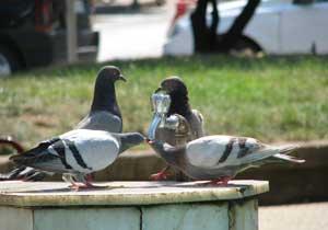Sıcak Hava Karadeniz'i Vuruyor