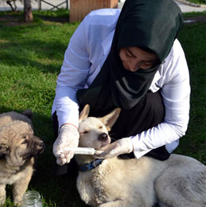 Sokak köpeğine yeni bir hayat