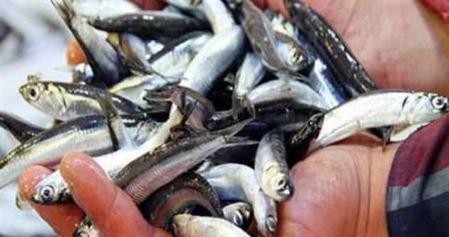 Fırtına balık fiyatlarını yükseltti