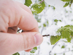 Meteoroloji'den "zirai don" uyarısı!
