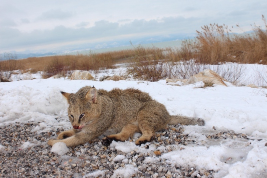 Konya’da ‘bataklık vaşağı’na otomobil çarptı