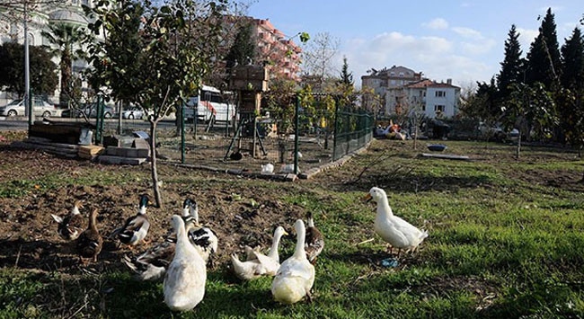 Hayvanat bahçesi gibi taksi durağı