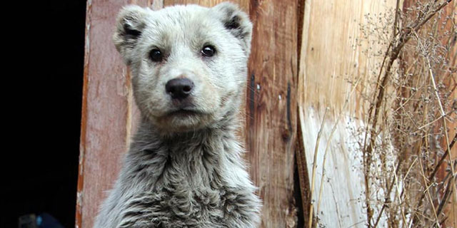 Ayı yavrusu sandılar ama...