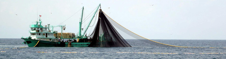 Hamsi Trabzon'da istihdam sağlıyor