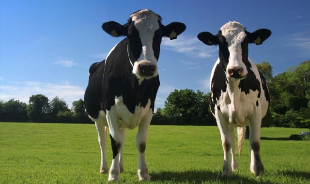 Trabzon'da ne kadar büyük ve küçükbaş hayvan var?