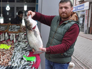 Bu balık görenleri şaşırttı