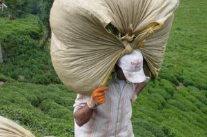 Trabzon'un bu ilçesinde erkekler isyanda!