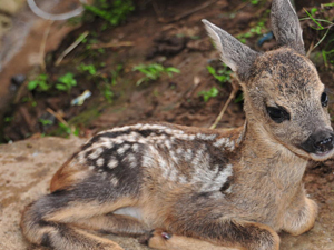 Artvin'de karaca operasyonu