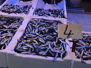 Trabzon'da hamsi üzdü palamut ise...