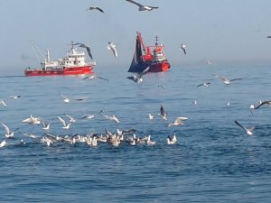 Ordu'da martıların ekmek mücadelesi