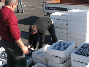 Trabzon'da hamsi palamutla kapışıyor