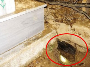 Mezardan çıkarttı ve...!