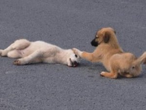 Yavru köpekten duygulandıran vefa