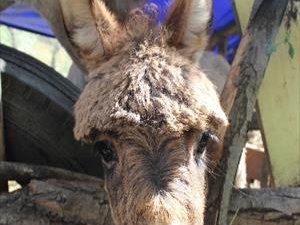 Eşek kavgası: 1 ölü!