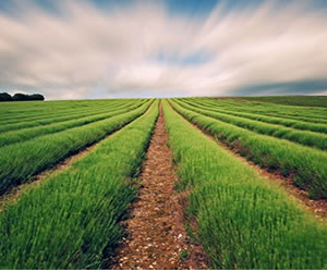 Tarım ve kırsal kalkınmaya büyük destek