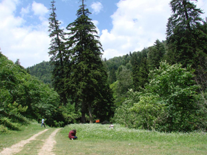 Trabzon'da ağaç katliamı