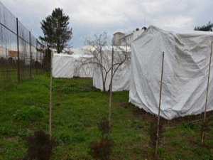 Giresun'da fındığa çadırlı koruma