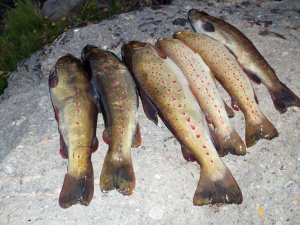 Trabzon'dan Ordu'ya alabalık transferi