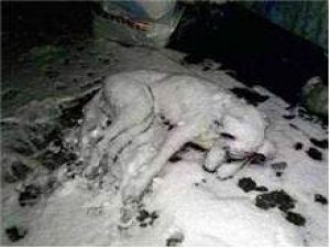 Yürek yakan fotoğraf!