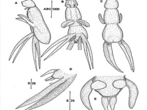 Dünyada bir ilk! Türk sularında bulundu
