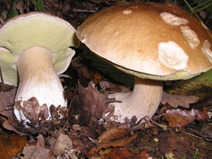 Ordu'da mantar zehirledi