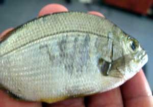 Üzerinde Allah Yazan Balık