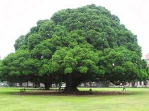 Rize'de ağaç kesilmesin diye bakın ne yaptı