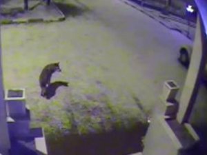 Bayburt'ta aç kurtlar şehre indi