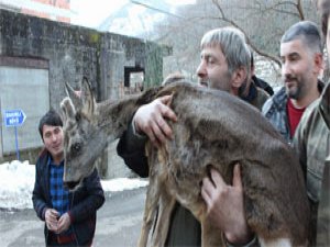 Rize'de karacaya köylü yardımı