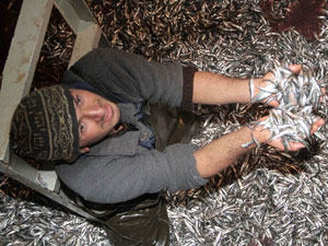 Karadeniz'de artık Gürcü Hamsisi var