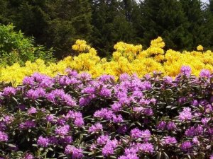 Ordu'ya bir bal ormanı daha