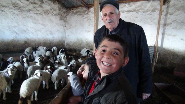 Kuzular erken doğdu