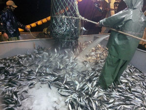 Hamsi kaçınca tezgah istavrit'e kaldı