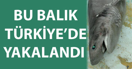 200 kiloluk köpekbalığı takıldı