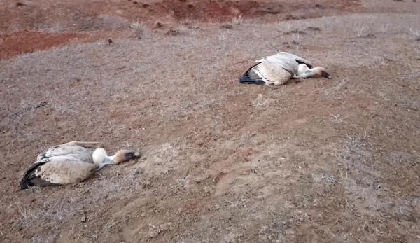 Akbabaları katlettiler...