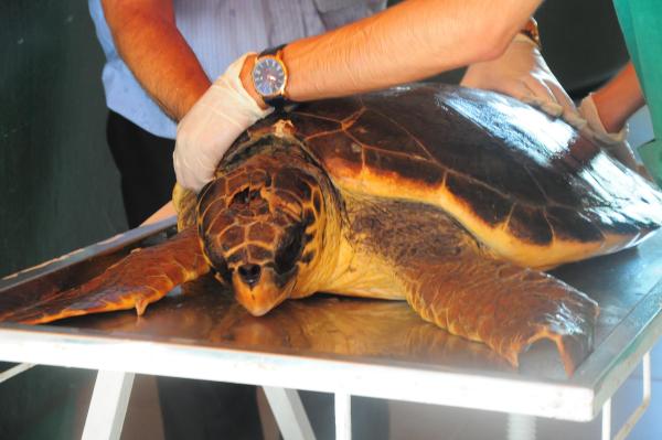 16 deniz kaplumbağası doğal yaşamına bırakıldı