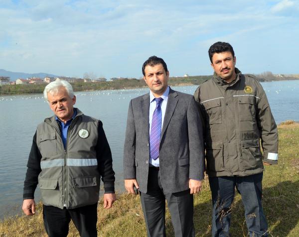 Kuğular Ordu'da göçe hazırlanıyor